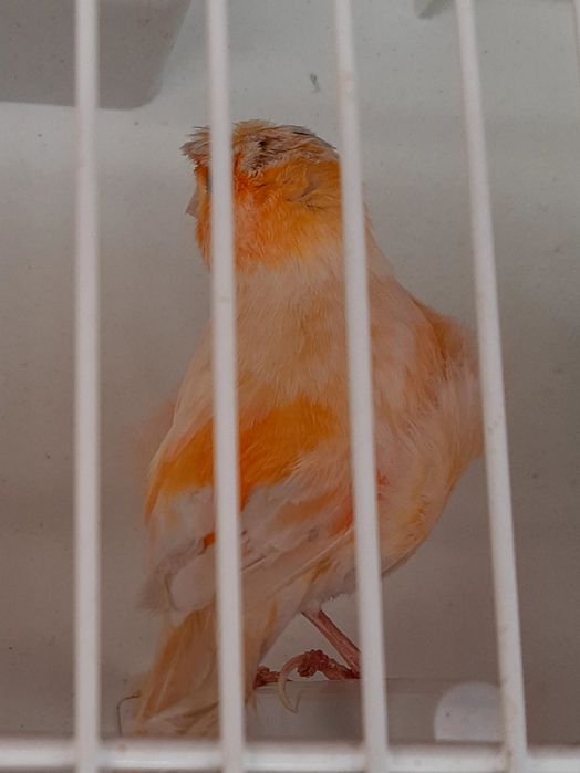 Canari timbrado español