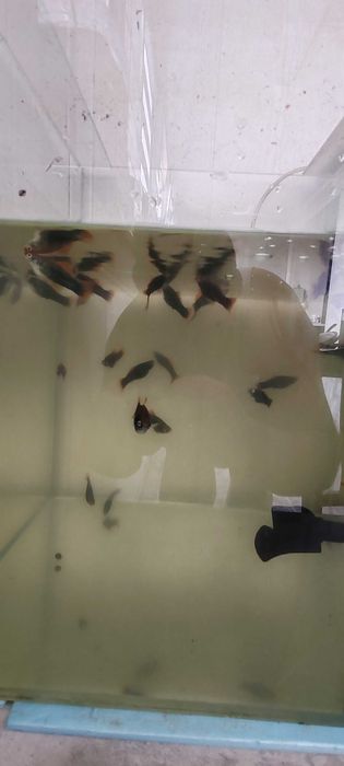 Аквариумные рыбки