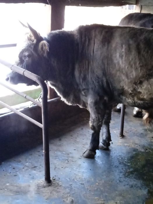 Продам быка бука 2,5 года