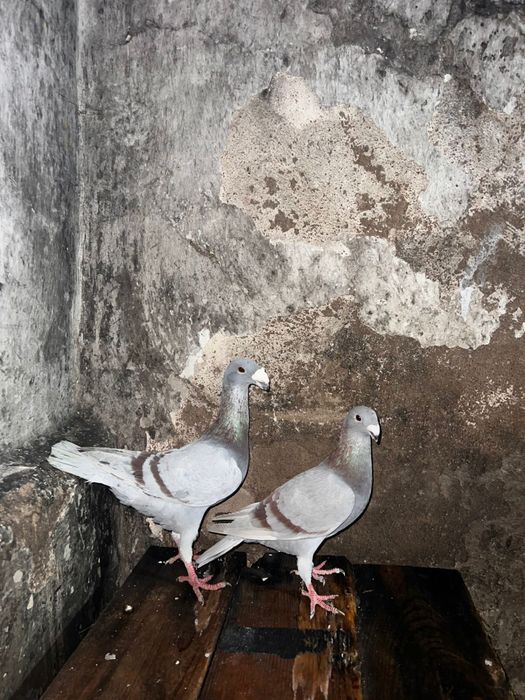 Продам голубей немцов