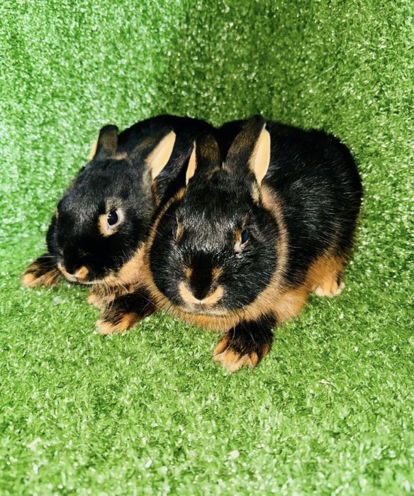 Огнёвка (черно-огненный) кролик