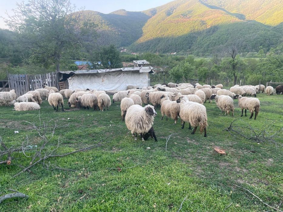 Oi și miei de vânzare