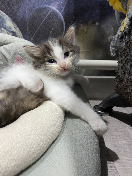 Отдам в хорошие руки котят