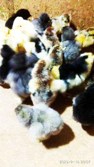 Цыплята брама гигант есть в продаже 40,000 сум