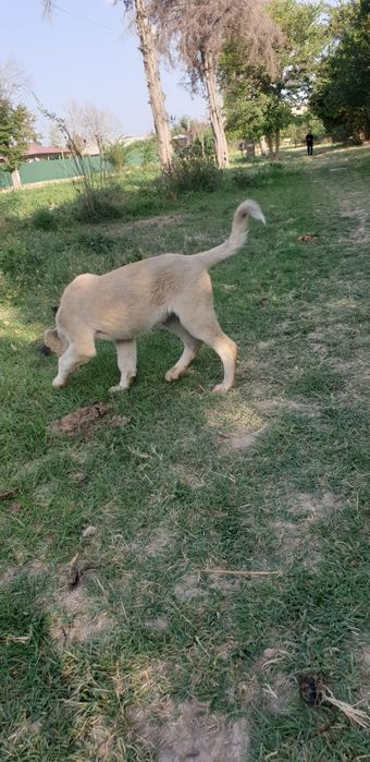 кангал чисьто кровний