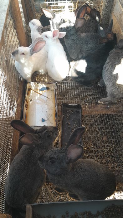 Продам кролчят разных возрастов