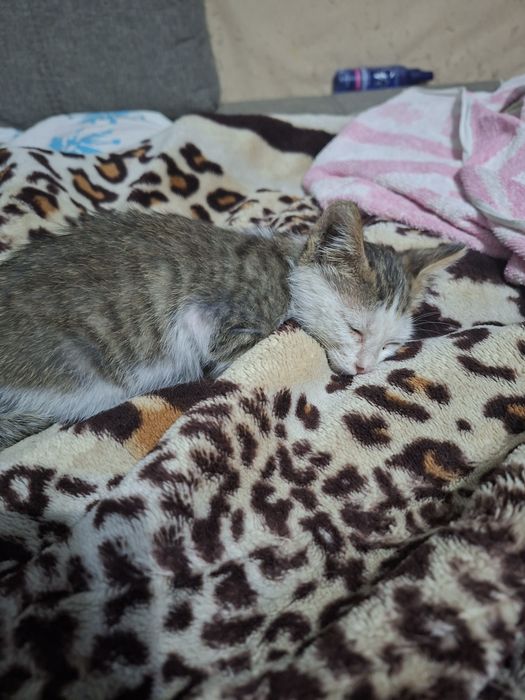 котик мальчик в хорошие руки