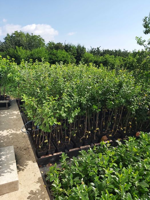 Pomi fructiferi si arbusti fructiferi in ghiveci