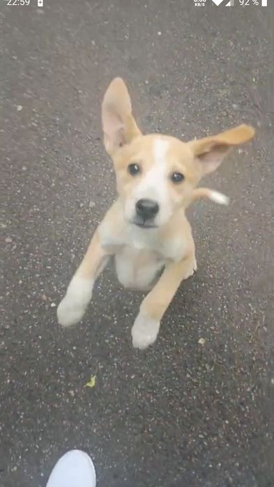 Отдадим щенка-звоночка