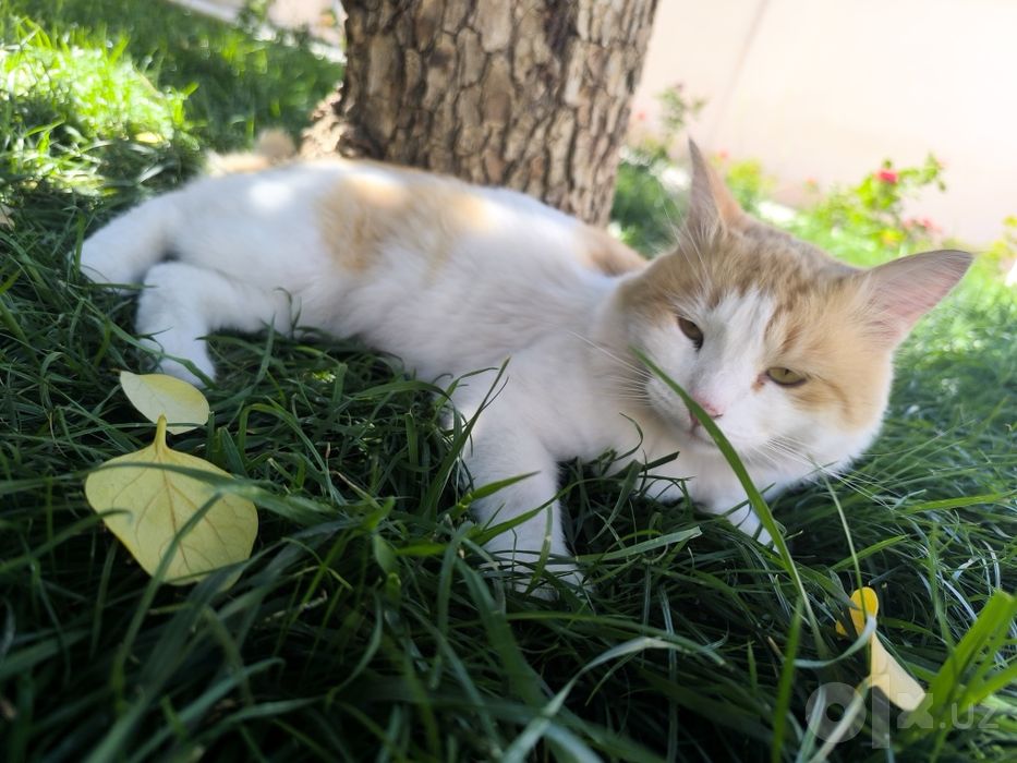 Бесплатно отдаю Кота Бепул эркак мушикни бераман