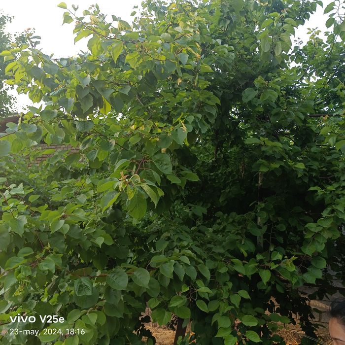 Archa va mevali daraxtlar ekamiz, davolaymiz, manzarali shakilga kelti