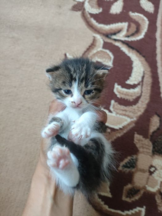 отдам котят в добрые руки
