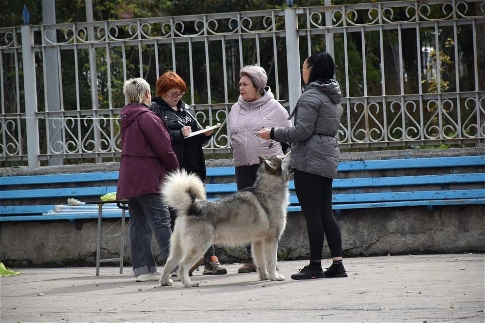 Щенок Аляскинского маламута