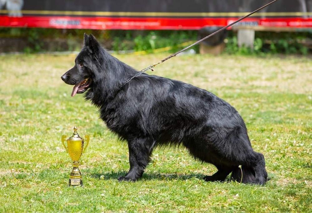 Предлагается для вязки.