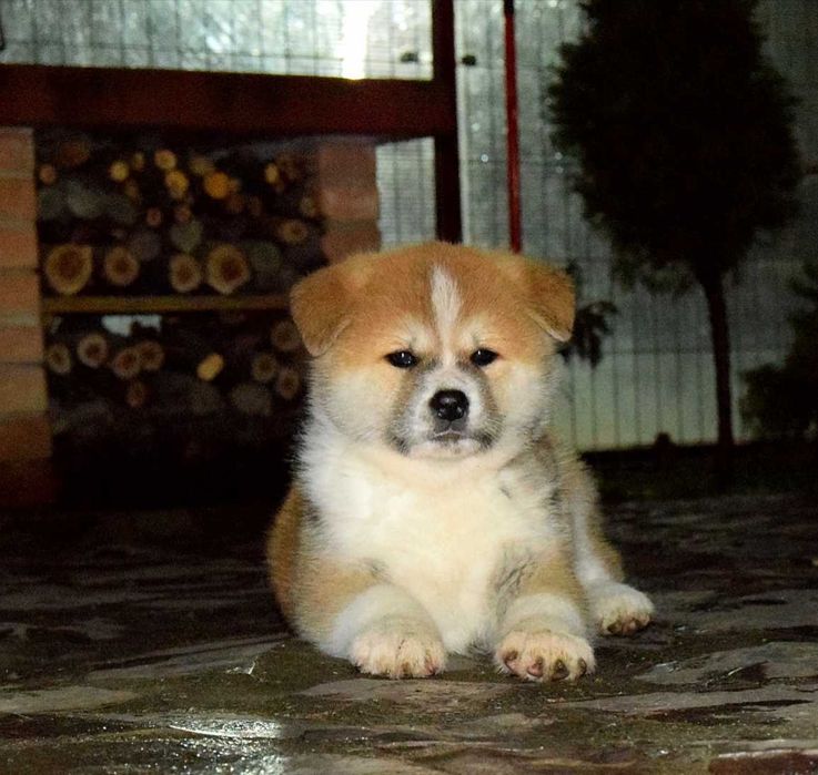 Pui Akita inu, părinți multipli campioni