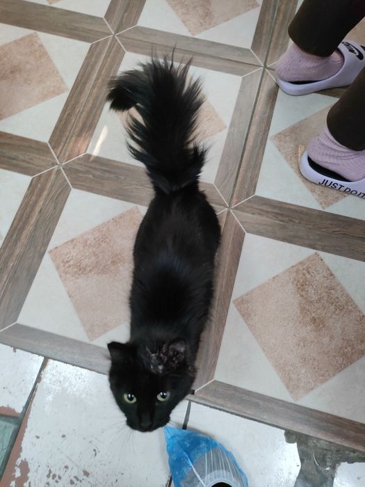 Кошечка ищет дом