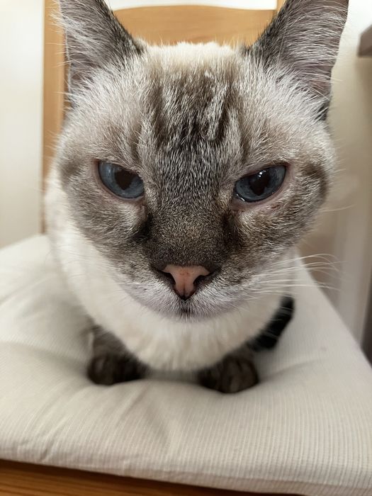 Pet Sitting Pisici la Domiciliul Animăluțului