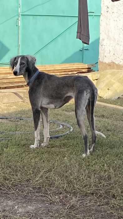 Құмай тазы сатылады