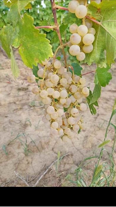 Butasi de vită de vie de anul 2 și de anul 3