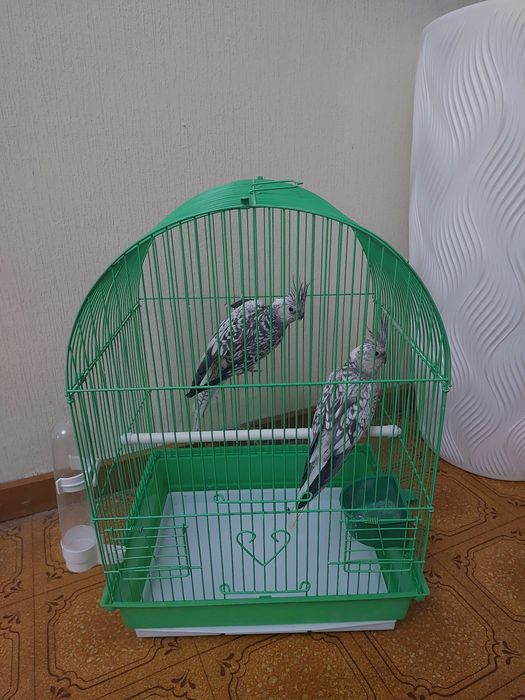 Корелы клеткой, корм, минералы