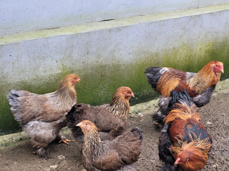 Gaini brahma potarnichiu