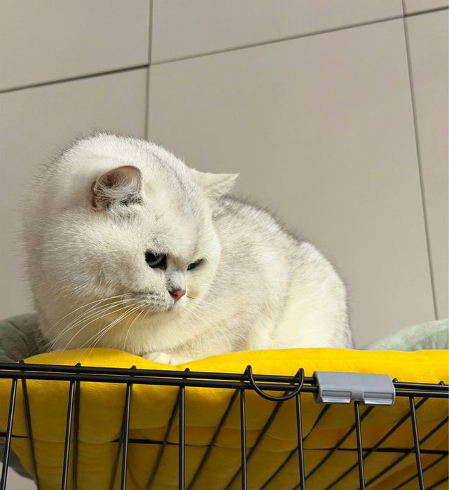 Чистокровный британская шиншилла окраса серебро . Только для вязки.