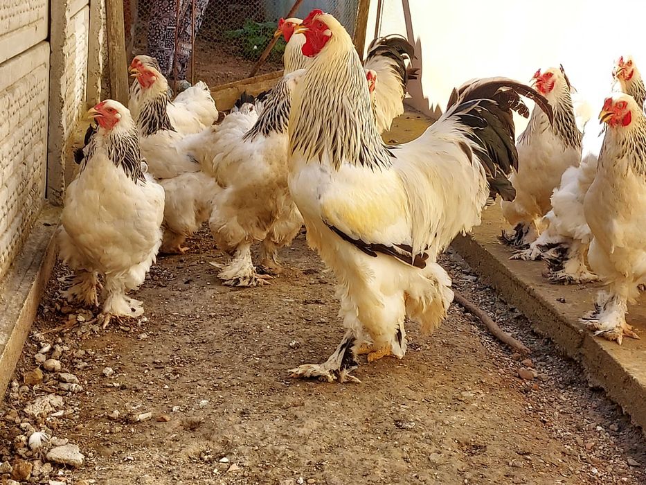 Vând cocoși, găini și ouă  brahma