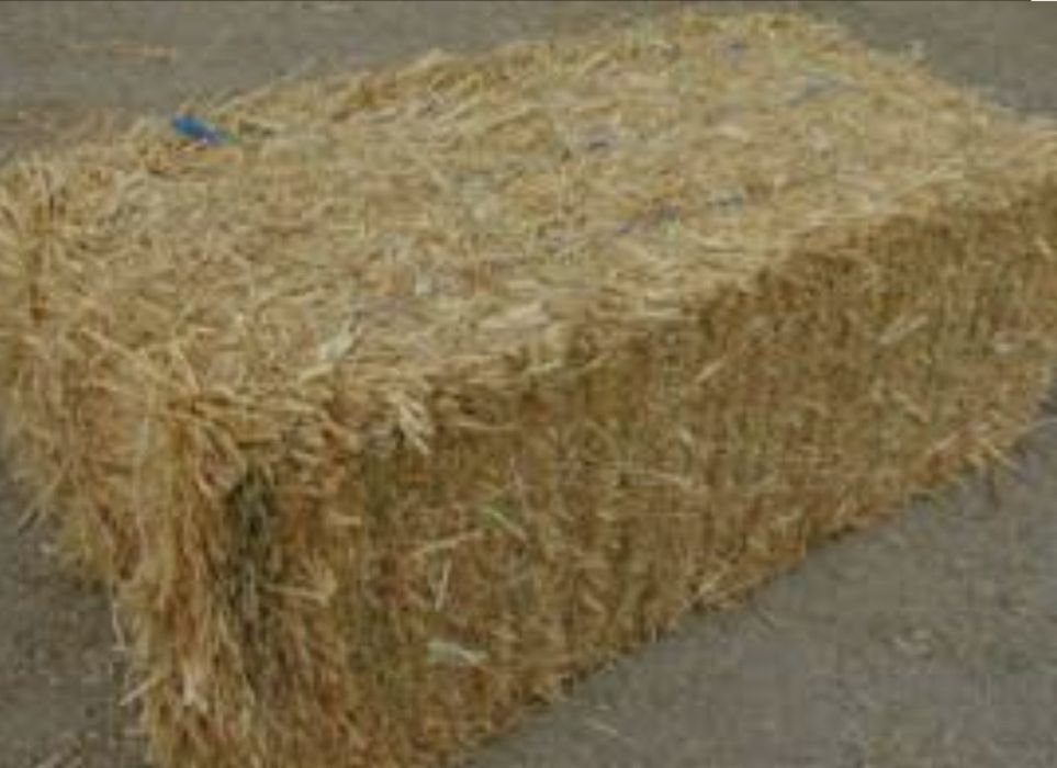 Baloti paie triticale foarte fanoase