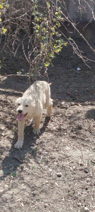 Щенок Лайки бесплатно.