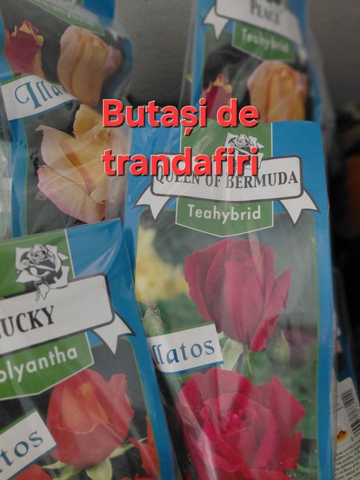 Butași de trandafiri