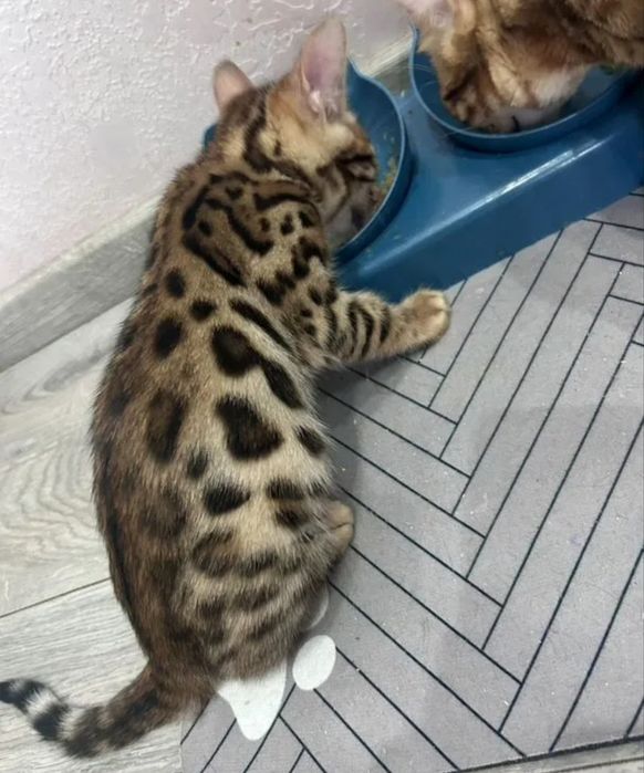 Продам бенгальского котенка!