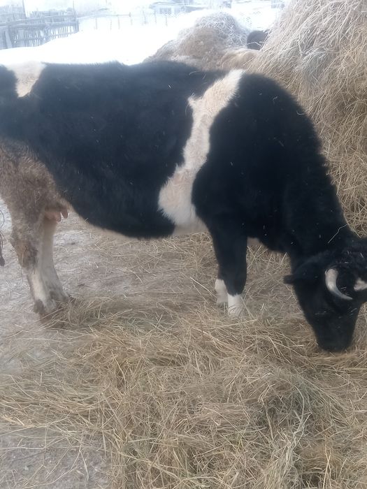 Продам корову молочную