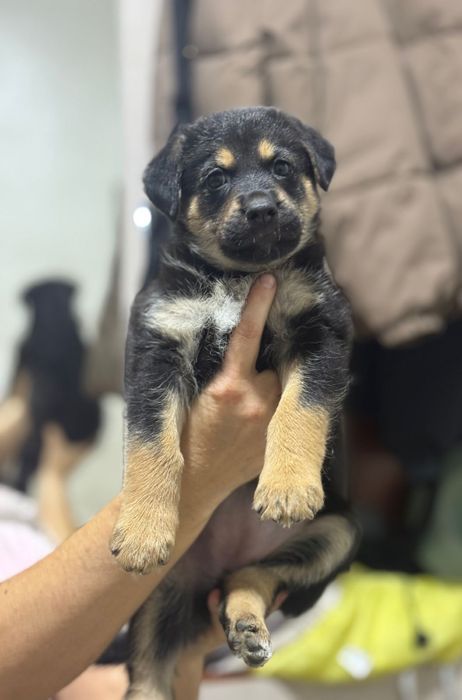 Щенки немецкой овчарки