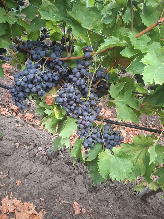 Vând Struguri de vin soiul Muscat de Hamburg  Aromat