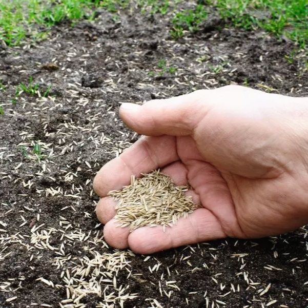 Газон живой, Дания, Оптом ³. От 40000 сум