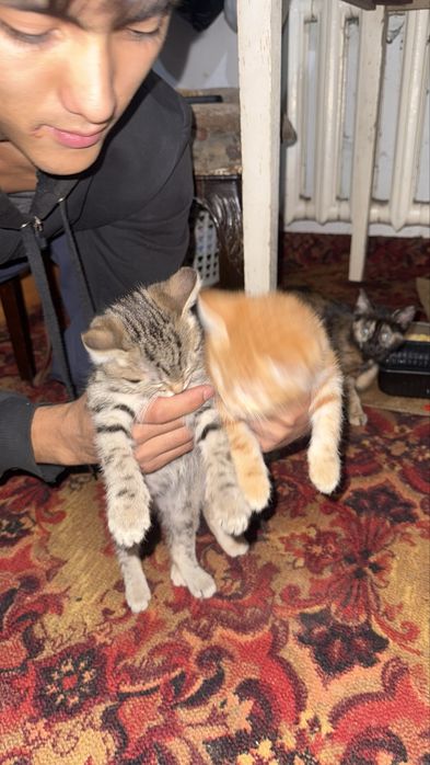 Отдам в добрые руки котят