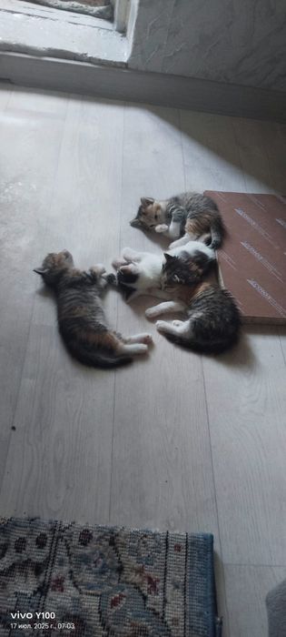 Кошка бесплатно возможно.