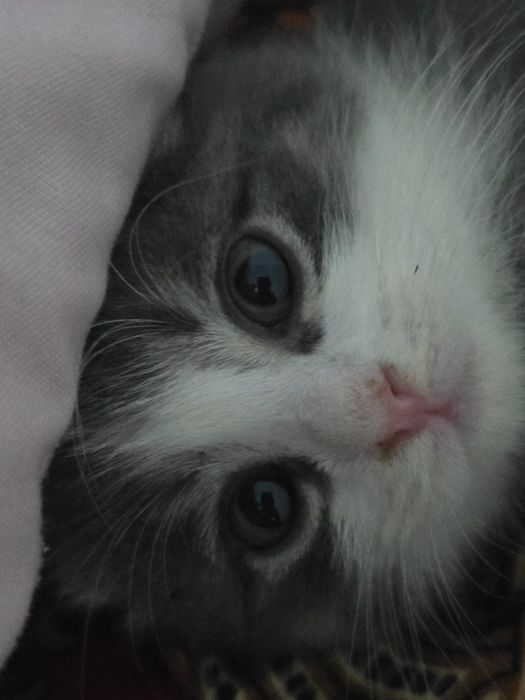 Породистый котенок