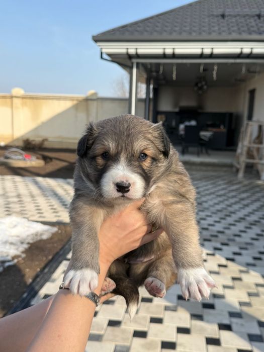 Отдам щенков в добрые руки