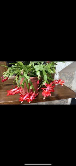 Шлюмбергера декабрист