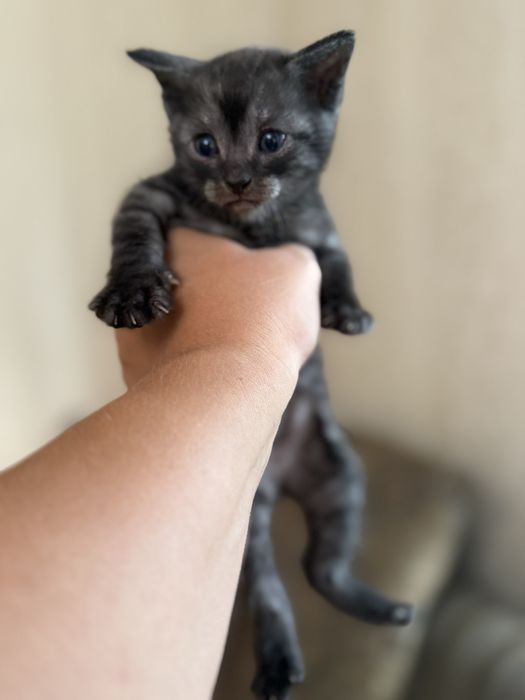 Вислоухие котята