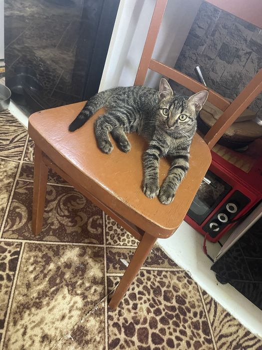 Отдам котят в хорошие руки