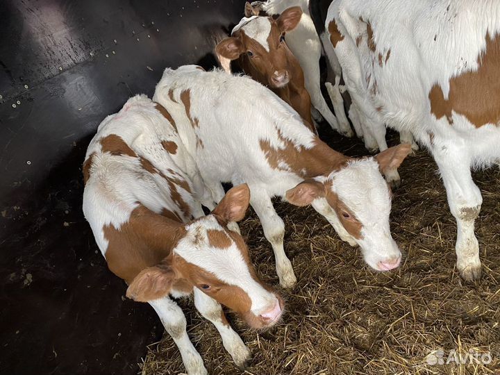 Ангус  Симментал