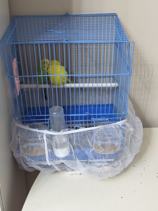 Волнистые кореллы!