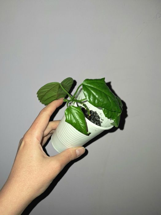 Гибискус махровый