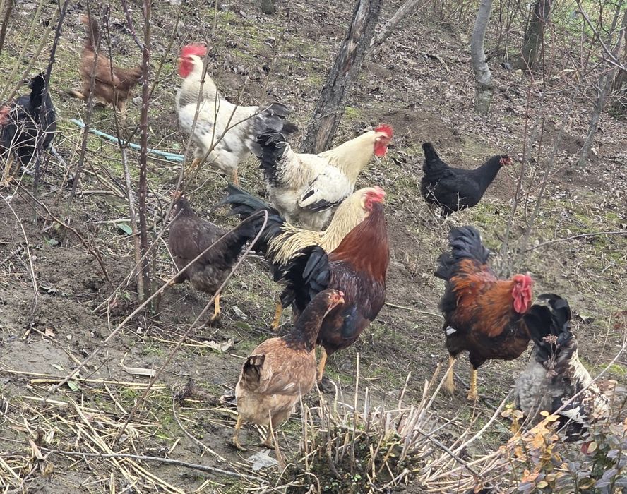 Schimb cocoși de casă