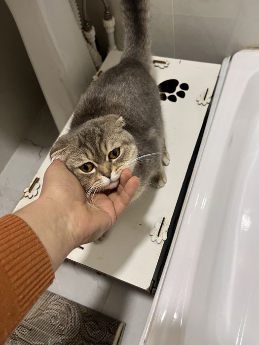 Ham vyaska narxini kelishsak sotiladiyam atak vyaskasi 500ming sum