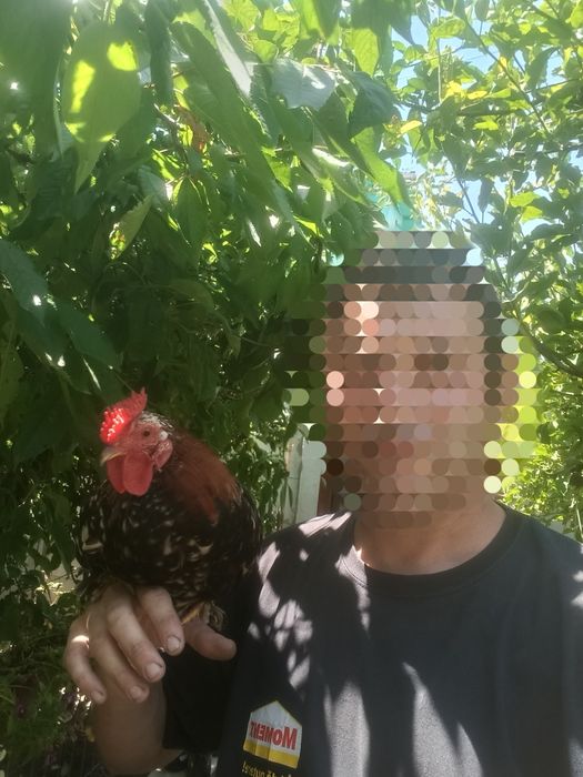 Vând cocoșei pitici mii de flori
