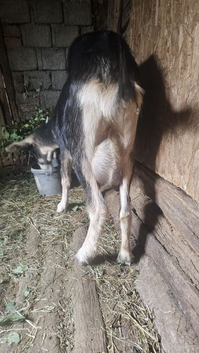 Capra 2 ani metis Lunca Corbului Arges