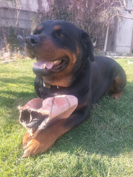 Ищем кобеля для ротвейлера